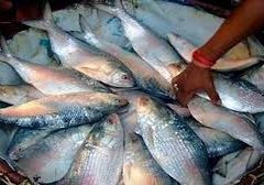 baby hilsa