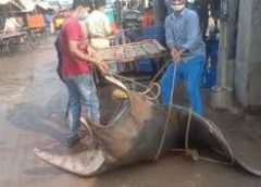 shankar fish