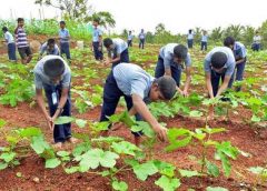 Agriculture Furm-1