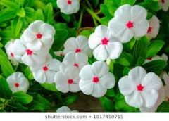 Catherhanthas