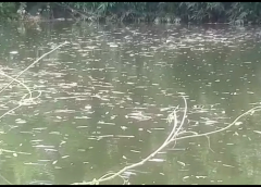 Dead fish