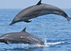 Dolphin-1