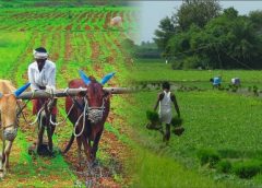 Farmar
