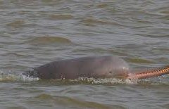 Gangetic dolphins