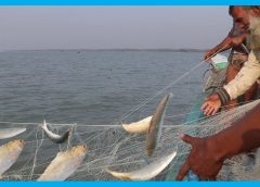Hilsa Fish-3