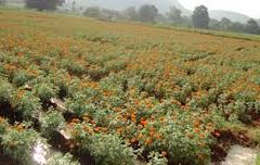 Marigold Cultivation