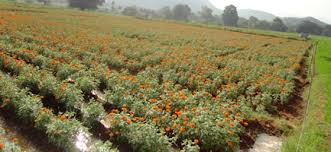 Marigold Cultivation