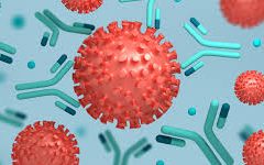 corona antibody