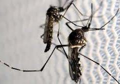 genetically modified mosquitoes