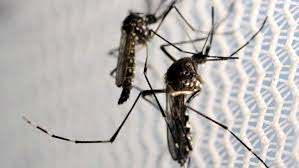 genetically modified mosquitoes