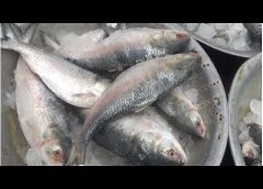 hilsha fish