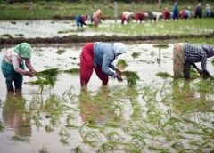 Agriculture Reforms Bill 2020