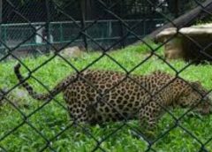 Alipur Zoo