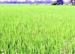 Aman Paddy