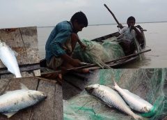 Bangladesh Hilsa