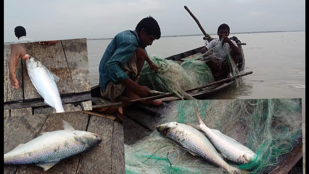 Bangladesh Hilsa