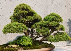 Bansai Tree