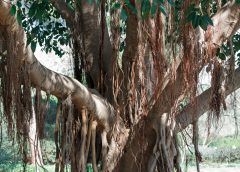 Banyan Tree