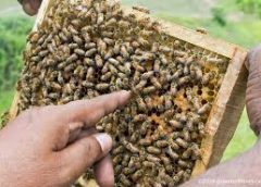 Beekeeping