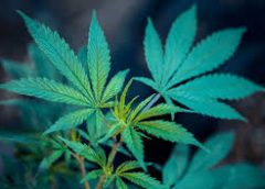 Cannabis