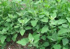 Chenopodium album