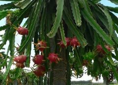 Dragon Fruit