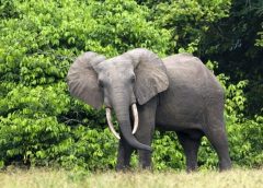 Elephant
