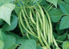 French Bean Tree