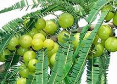 Indian gooseberry