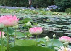 Lotus Furm