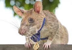 Magawa Rat