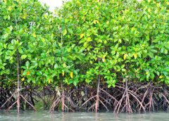 Making Mangrove