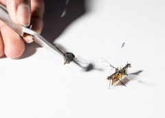 Micro Robot