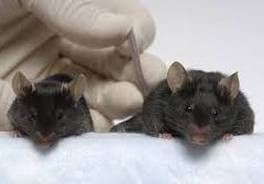 Mighty Mice