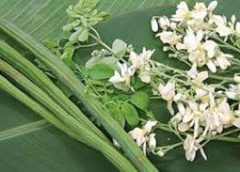 Moringa