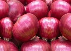Onion