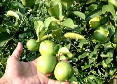 Pati Lemon