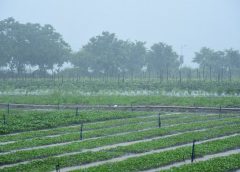 Rain-1