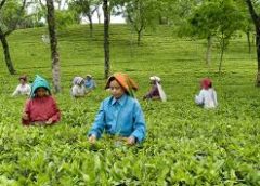 Tea Garden-2