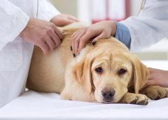 Vaccinations Dog