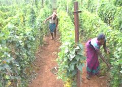 Vegetable Cultivation