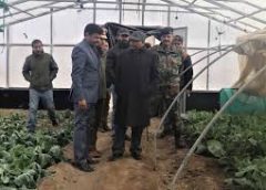 Vegetables of Ladakh 4