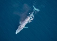 blue whale