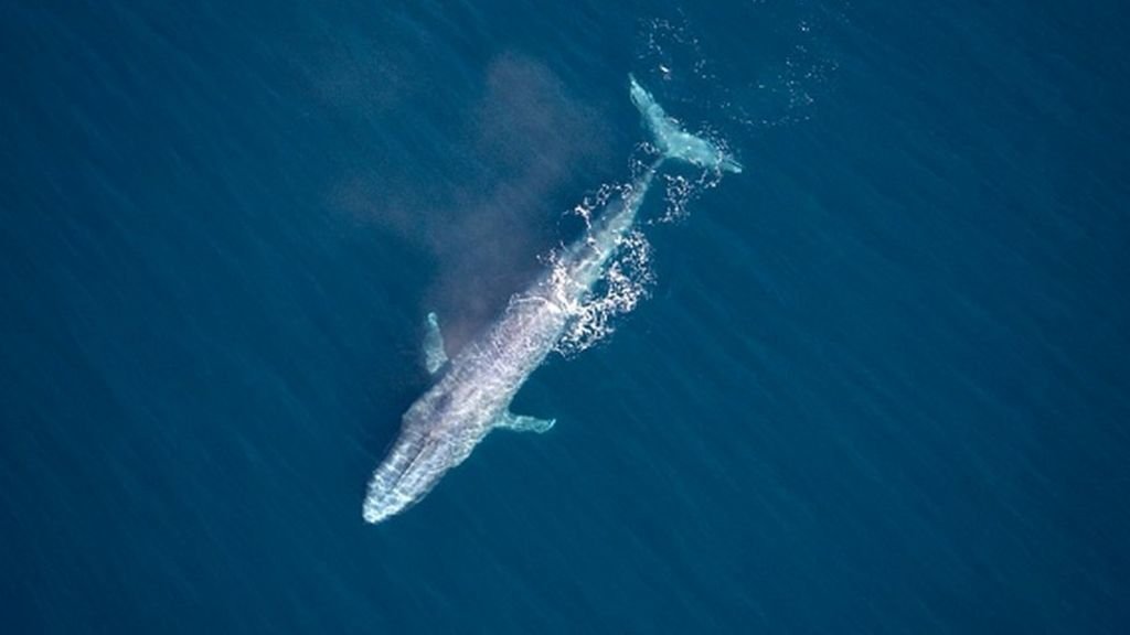 blue whale