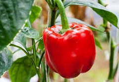capsicum