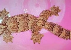 gekko