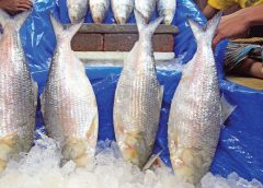 hilsa is coming before Pujo
