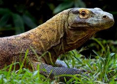 komodo dragon