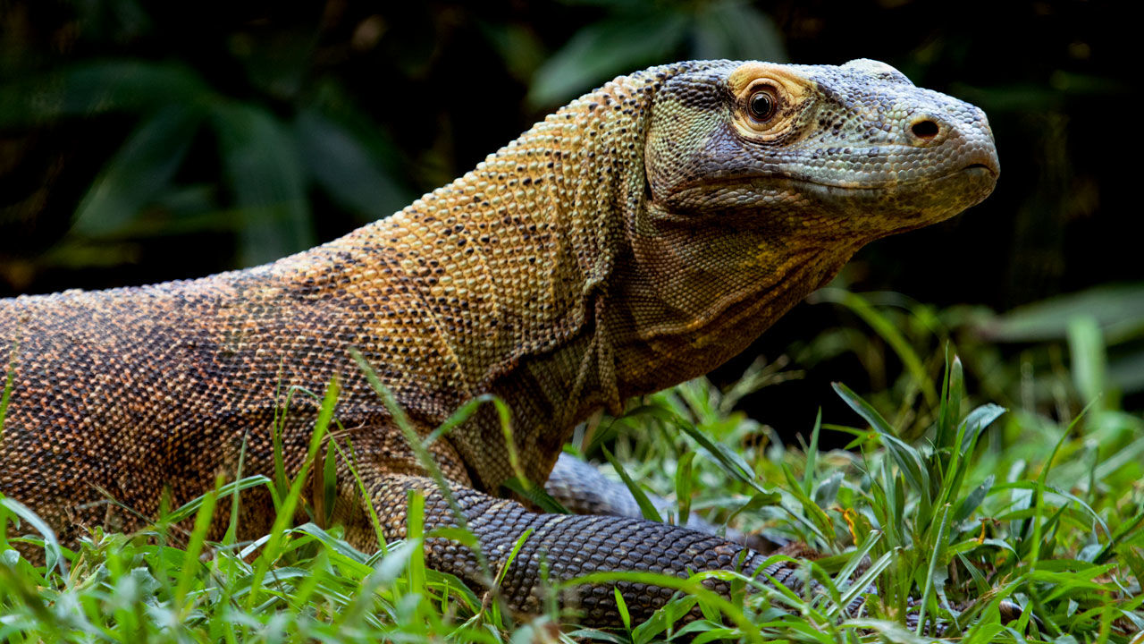 komodo dragon