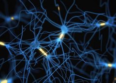neuro science